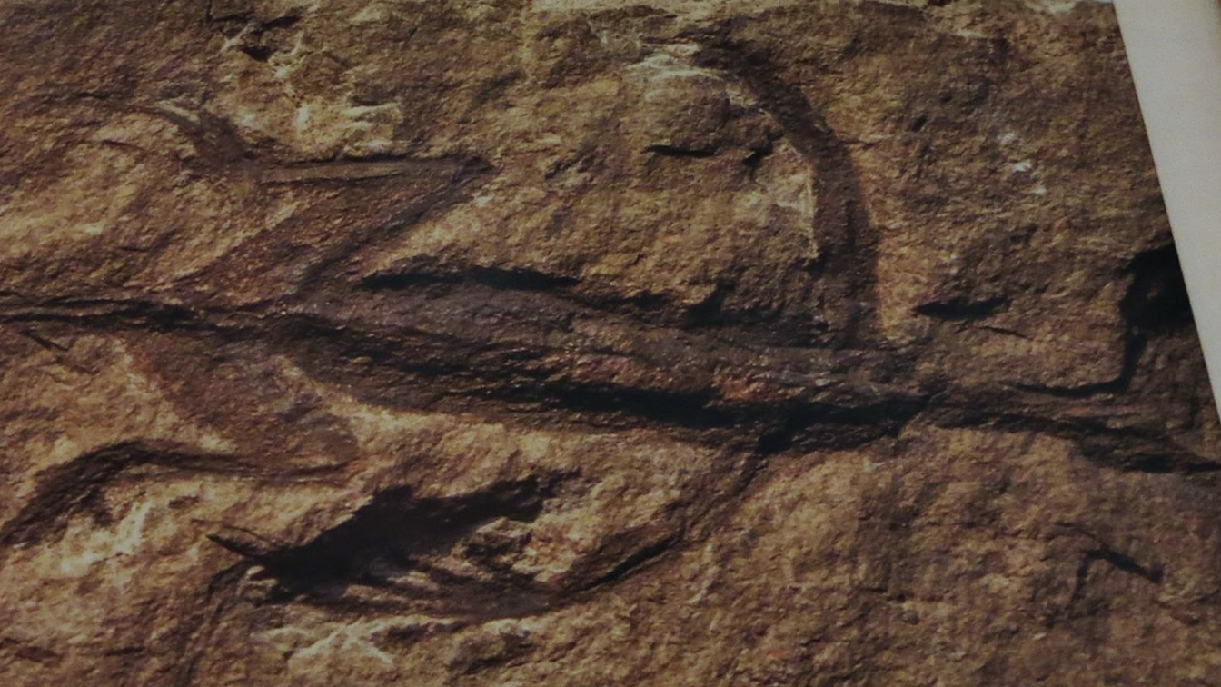 A close-up image of a rock surface showing fossil impressions that resemble the shape of prehistoric lizard